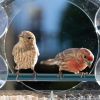 pet bird feeder; Nature Anywhere Clear Plastic Window Bird Feeder for Outside - Clear Window Bird Feeders with Strong Suction Cups - 21.5*20.5*10cm