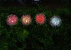 Garden LED Ball Dandelion Flower Stake Light Solar Energy Rechargeable - Transparent